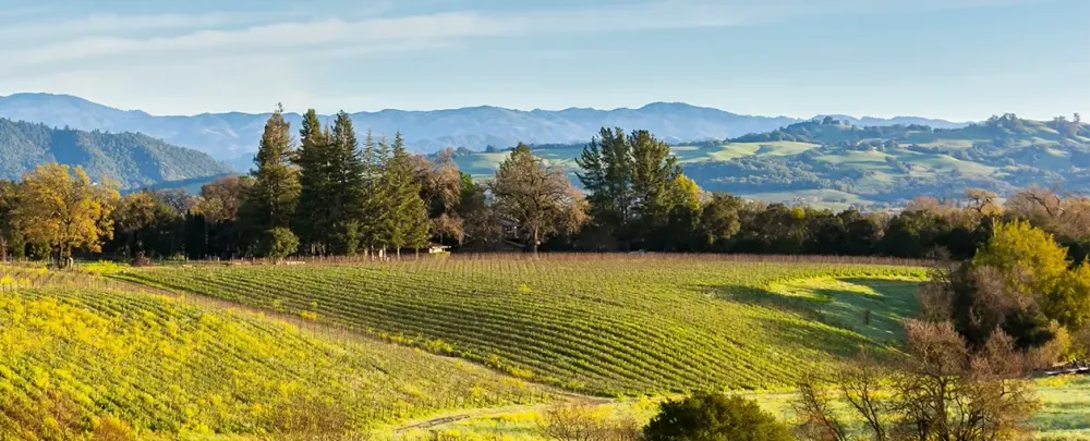 MacRostie Winery & Vineyards landscape nature tree mountain outdoors wood agriculture summer travel field sky scenic valley rural hill countryside growth fair weather country